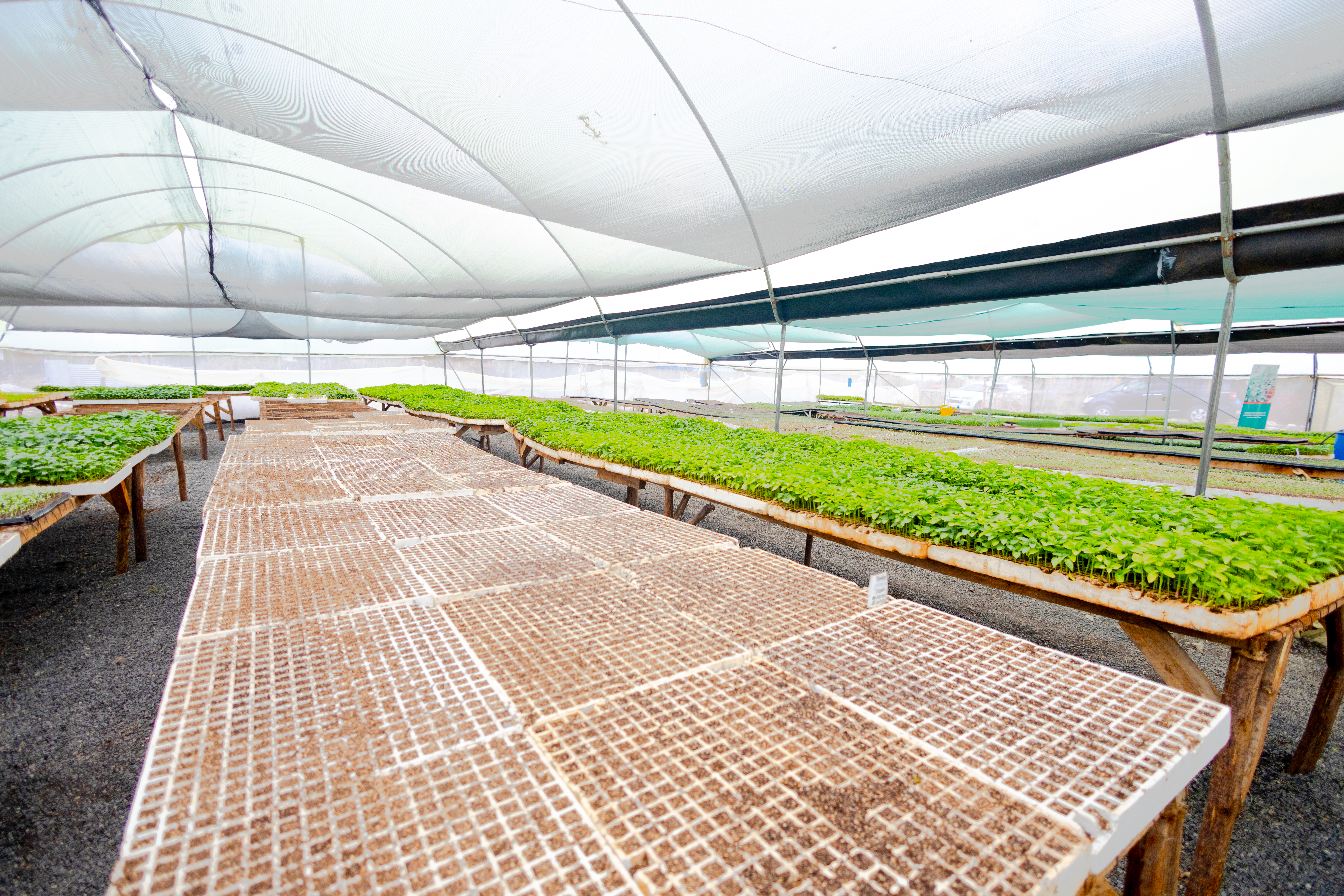 Transplanting Seedlings